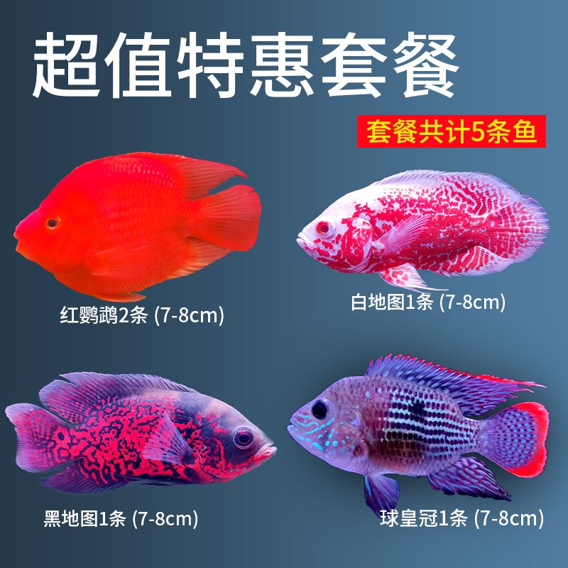 銀龍魚和鸚鵡魚飼料一樣嗎（銀龍魚吃鸚鵡魚的飼料嗎）