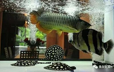 龍魚到家多久喂食：新到家的龍魚到家多久喂食是許多新主人關心的問題 龍魚到家多久喂食：新到家的龍魚到家多久喂食是許多新主人關心的問題 龍魚百科 第3張