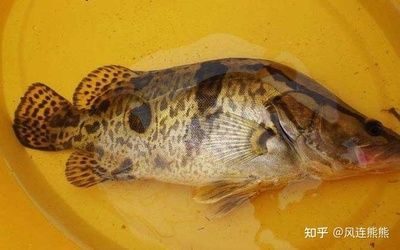 黃龍魚肉質(zhì)怎么樣？：黃龍魚的肉質(zhì)以其細(xì)嫩、鮮美、營養(yǎng)豐富而著稱