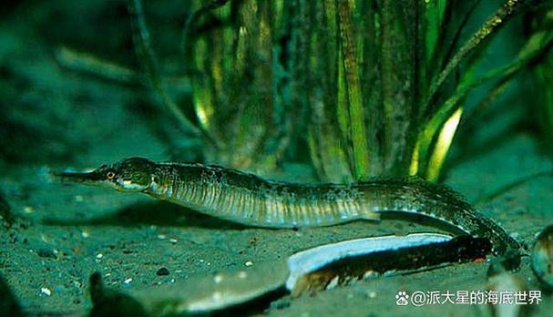 海龍魚的照片真實