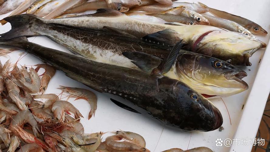 海龍魚的照片真實