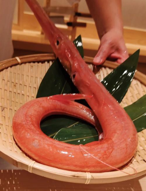 海龍魚的照片真實