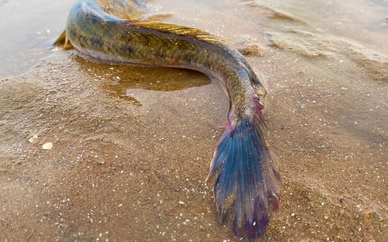 海龍魚的照片真實
