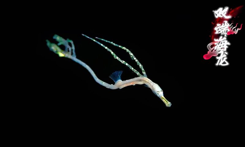海龍魚的照片真實