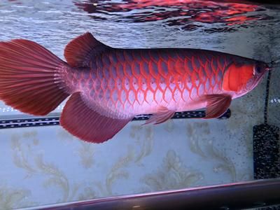 龍魚生活在什么河流：亞馬遜流域龍魚種類介紹 龍魚生活在什么河流：亞馬遜流域龍魚種類介紹 龍魚百科 第4張