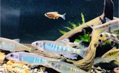 龍魚生活在什么河流：亞馬遜流域龍魚種類介紹 龍魚生活在什么河流：亞馬遜流域龍魚種類介紹 龍魚百科 第1張