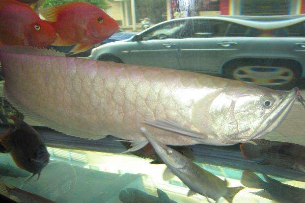 家里養的龍魚死了（家里養的龍魚死亡可能涉及到多種原因包括環境因素及疾病問題）