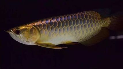 龍魚(yú)好多天不吃東西：龍魚(yú)長(zhǎng)時(shí)間不吃東西怎么辦