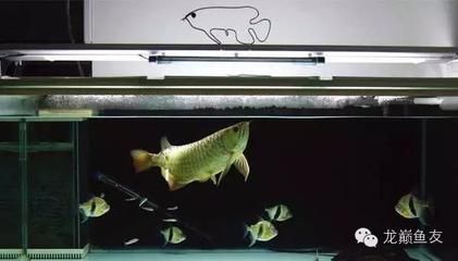 龍魚(yú)好多天不吃東西：龍魚(yú)長(zhǎng)時(shí)間不吃東西怎么辦