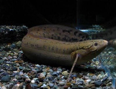 龍魚(yú)好多天不吃東西：龍魚(yú)長(zhǎng)時(shí)間不吃東西怎么辦