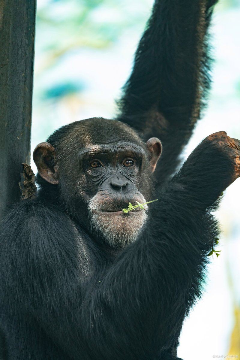 金龍魚的智商相當(dāng)于人幾歲 金龍魚的智商相當(dāng)于人幾歲 龍魚百科 第11張