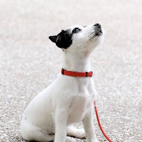 金龍魚的智商相當(dāng)于人幾歲 金龍魚的智商相當(dāng)于人幾歲 龍魚百科 第14張