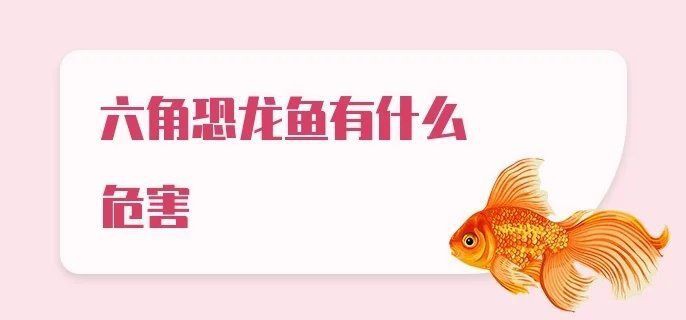 六角龍魚的毒性有多強 六角龍魚的毒性有多強 龍魚百科 第2張