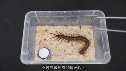 蜈蚣喂龍魚要注意什么事項(xiàng)：蜈蚣喂龍魚的注意事項(xiàng)