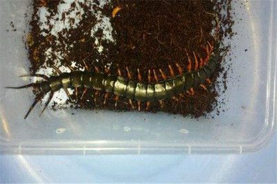 蜈蚣喂龍魚要注意什么事項(xiàng)：蜈蚣喂龍魚的注意事項(xiàng)