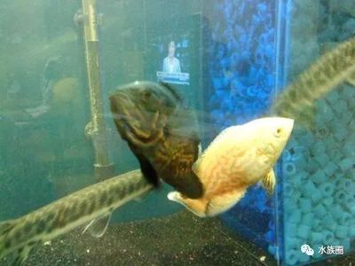 龍魚開缸養(yǎng)水，龍魚開缸養(yǎng)水方法