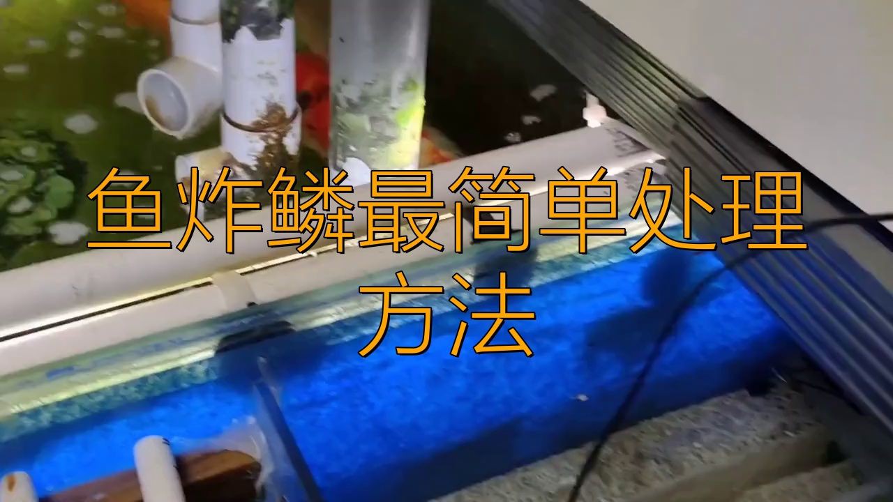 金龍魚炸鱗最簡(jiǎn)單方法