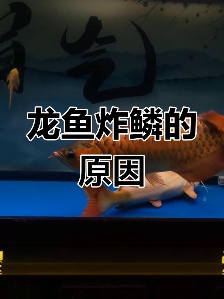 金龍魚炸鱗最簡(jiǎn)單方法