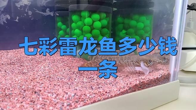 七彩雷龍魚的價格是多少