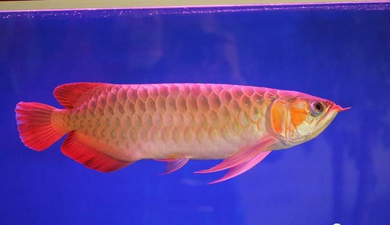 紅龍魚(yú)在東南亞的特殊地位：東南亞紅龍魚(yú)在東南亞地區(qū)的特殊地位體現(xiàn)在其深厚的文化象征意義