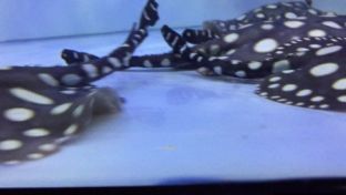 龍魚虎魚魟魚混養水溫：混養龍魚、虎魚和魟魚時水溫的控制是一個重要因素