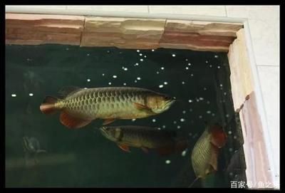 一條龍魚三條虎魚好嗎（混養(yǎng)龍魚和虎魚不僅要考慮風(fēng)水學(xué)上的寓意）