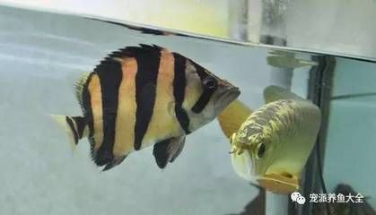 一條龍魚三條虎魚好嗎（混養(yǎng)龍魚和虎魚不僅要考慮風(fēng)水學(xué)上的寓意）