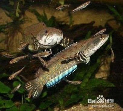 如何布置雷龍魚的隱蔽環境：如何布置雷龍魚的隱蔽性