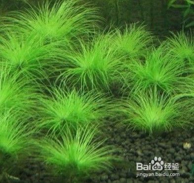 如何布置雷龍魚的隱蔽環境：如何布置雷龍魚的隱蔽性