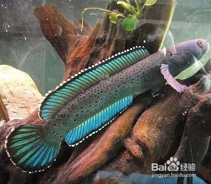如何布置雷龍魚的隱蔽環境：如何布置雷龍魚的隱蔽性