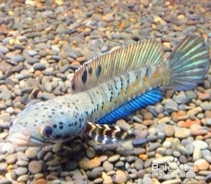 如何布置雷龍魚的隱蔽環境：如何布置雷龍魚的隱蔽性