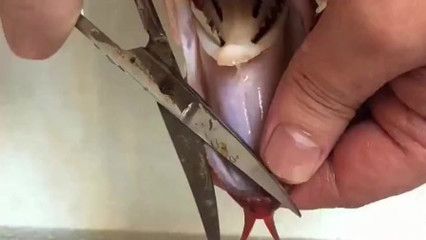 一、龍魚兜嘴手術所需工具的購買方式和注意事項（衛生和消毒,）