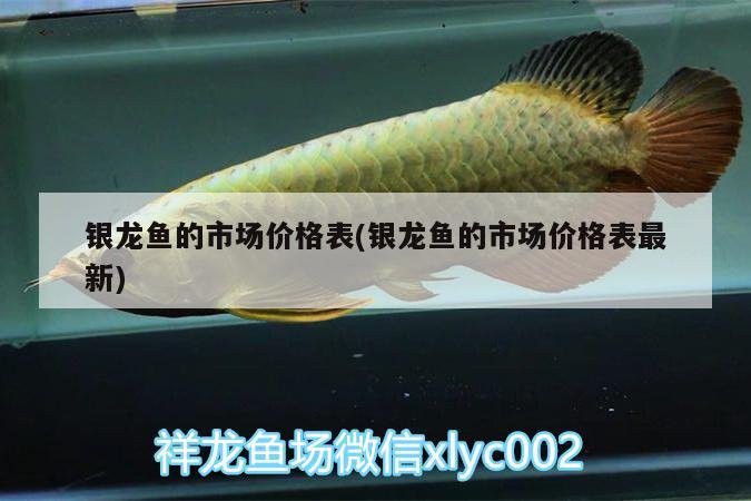 70公分銀龍魚價格 70公分銀龍魚價格 龍魚百科 第13張