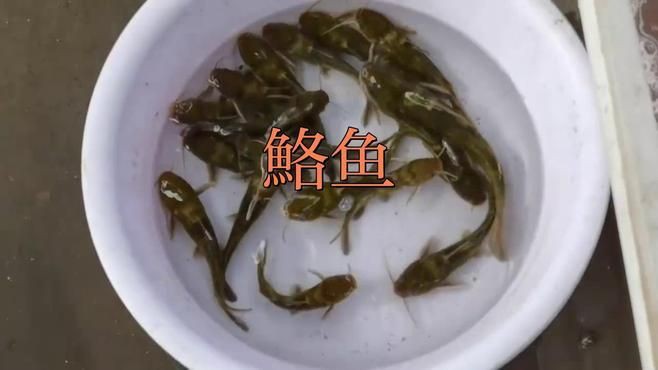 鮥魚(yú)的簡(jiǎn)介 鮥魚(yú)的簡(jiǎn)介 龍魚(yú)百科 第2張