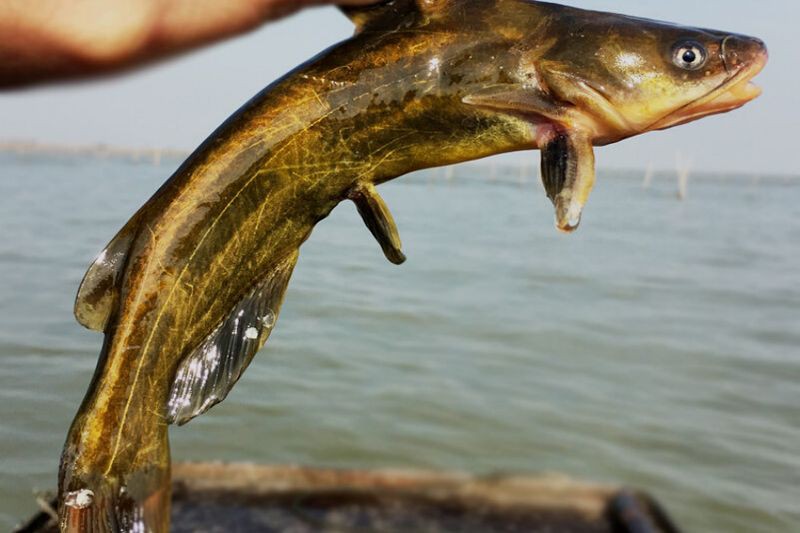 鮥魚(yú)的簡(jiǎn)介 鮥魚(yú)的簡(jiǎn)介 龍魚(yú)百科 第3張