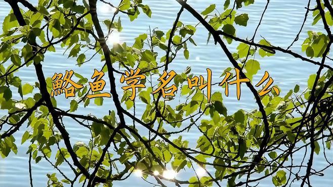 鮥魚(yú)的簡(jiǎn)介 鮥魚(yú)的簡(jiǎn)介 龍魚(yú)百科 第1張