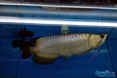 龍魚的顏色和燈光有關系嗎圖片大全大圖：龍魚的顏色與其所處的燈光環境有著密切關系
