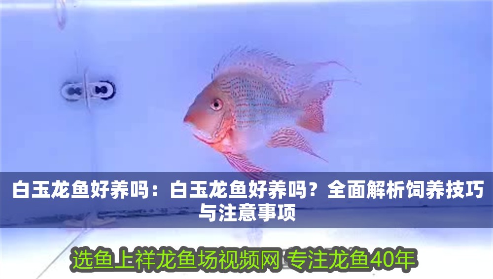 白玉龍魚好養嗎：白玉龍魚好養嗎？全面解析飼養技巧與注意事項