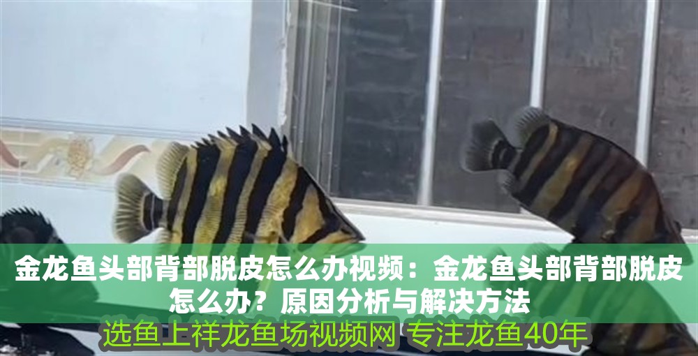 金龍魚頭部背部脫皮怎么辦視頻：金龍魚頭部背部脫皮怎么辦？原因分析與解決方法 金龍魚頭部背部脫皮怎么辦視頻：金龍魚頭部背部脫皮怎么辦？原因分析與解決方法 龍魚百科 第1張