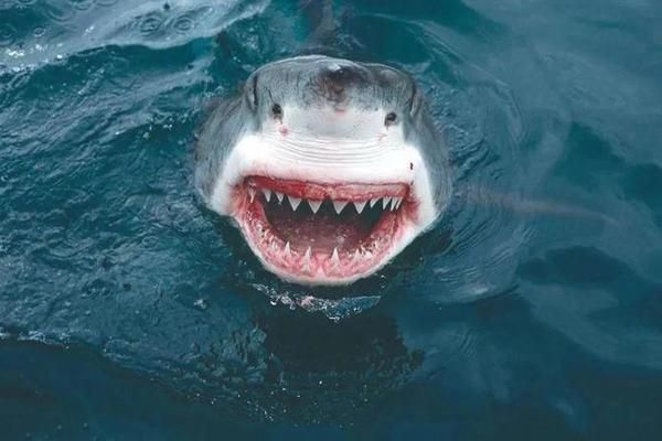 金龍魚頭部背部脫皮怎么辦視頻：金龍魚頭部背部脫皮怎么辦？原因分析與解決方法 金龍魚頭部背部脫皮怎么辦視頻：金龍魚頭部背部脫皮怎么辦？原因分析與解決方法 龍魚百科 第3張