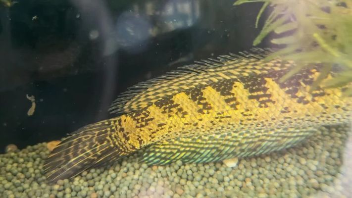 黃金眼鏡蛇雷龍魚怎么養長帆（黃金眼鏡蛇雷龍魚的飼養方法） 黃金眼鏡蛇雷龍魚怎么養長帆（黃金眼鏡蛇雷龍魚的飼養方法） 龍魚百科 第3張