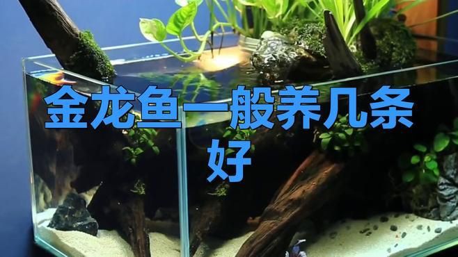 金龍魚是養(yǎng)一條還是二條為好