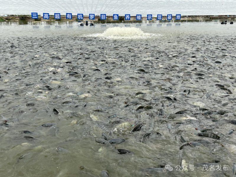 茂名特色水產養殖