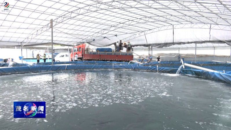 茂名特色水產養殖