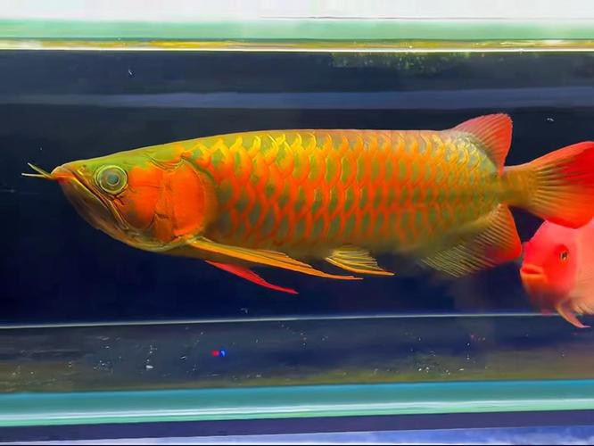 紅龍魚鱗片什么底色最好,圖片