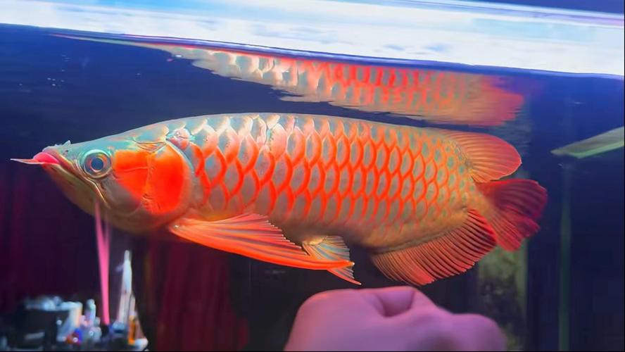 紅龍魚鱗片什么底色最好,圖片