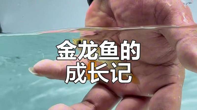 10公分小金龍魚視頻 10公分小金龍魚視頻 龍魚百科 第2張