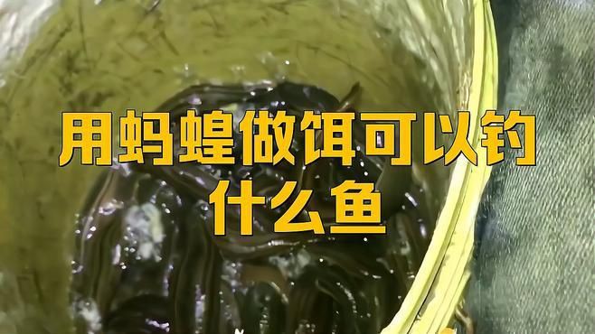 螞蟥什么魚最愛吃
