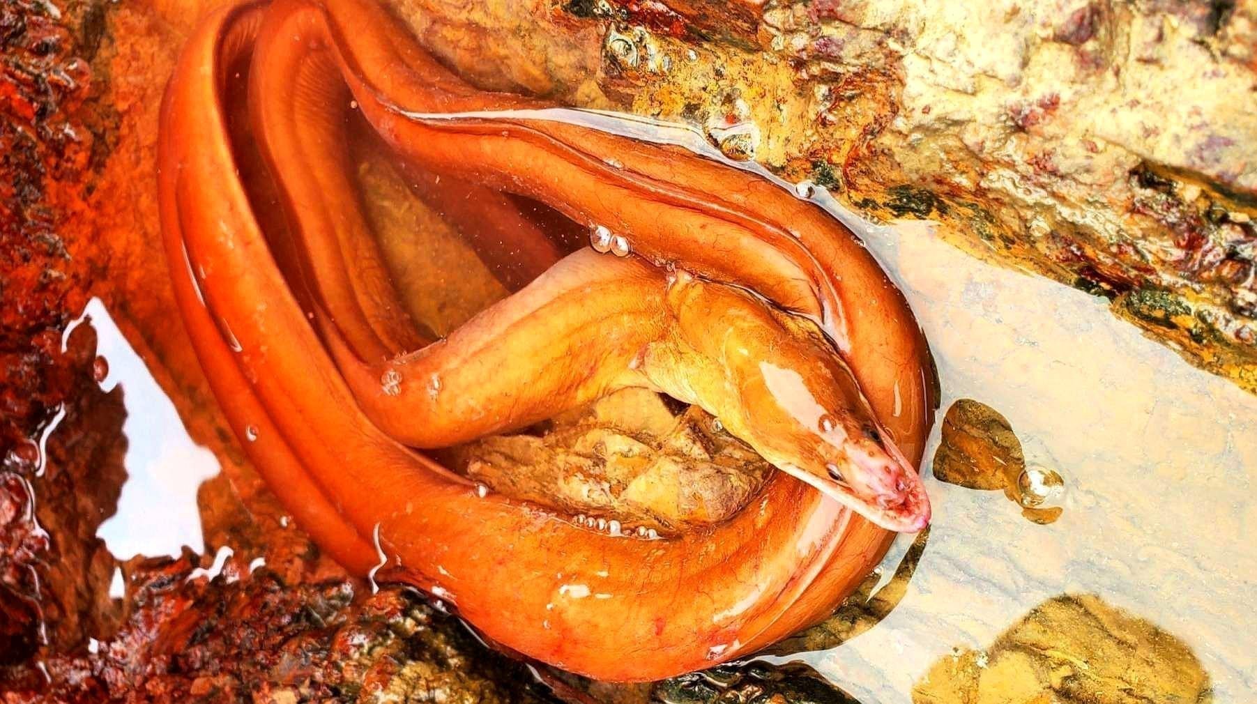 紅龍魚褪色后如何恢復原色？ 紅龍魚褪色后如何恢復原色？ 龍魚百科 第8張