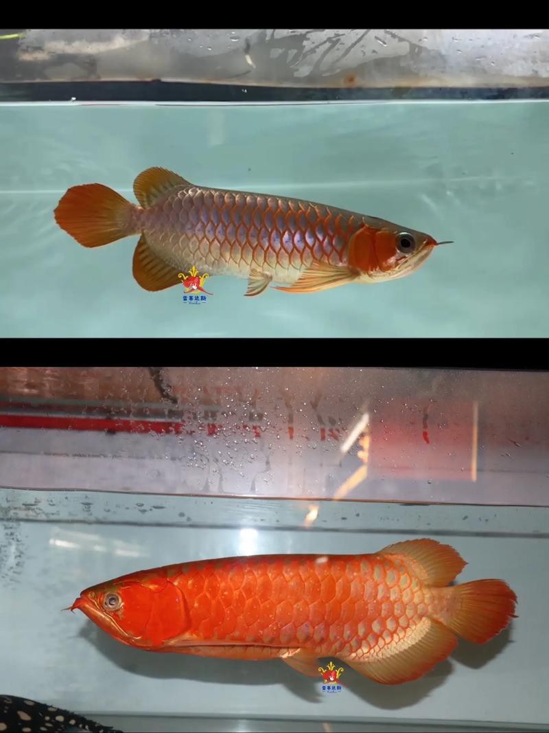 紅龍魚褪色后如何恢復原色？ 紅龍魚褪色后如何恢復原色？ 龍魚百科 第2張